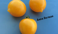 anna-herman1