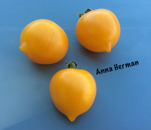 anna-herman1