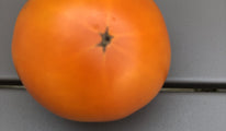 Belarus orange