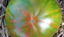 berkeley-tie-dye-green