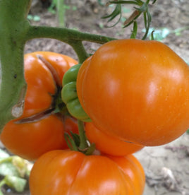 Cherokee tiger orange