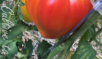 coeur de boeuf bicolor