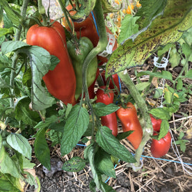 corne de belier-454 (4)