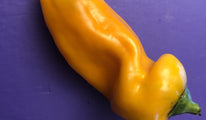 corno giallo alto-193 (3)
