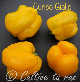 Cunéo giallo