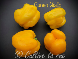 cuneo giallo