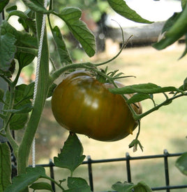 Emerald apple