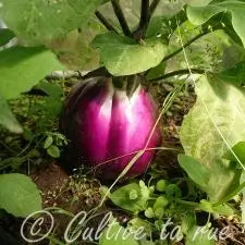 Fiche aubergines