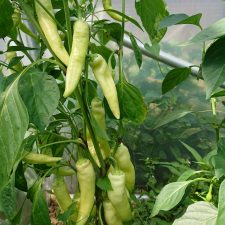 Fiche poivrons/piments