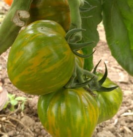 Green bell pepper