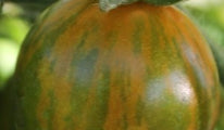 green_zebra_cherry_1