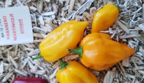 Habanero martinique jaune