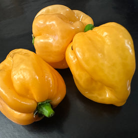 Habanero martinique jaune