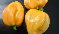 Habanero martinique jaune