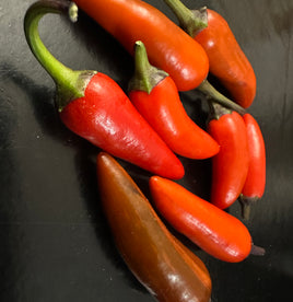 Jalapeno jes's purple orange variegata