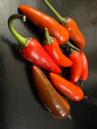 Jalapeno jes's purple orange variegata