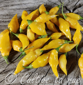 Aji Mochero