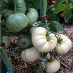 Les tomates blanches