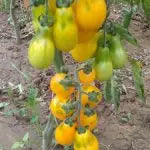 Les tomates jaunes