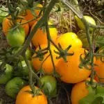 Les tomates jaunes