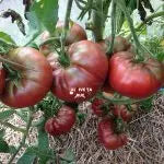 Les tomates noires