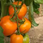 Les tomates orange