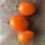 Les tomates orange