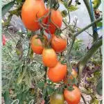 Les tomates orange