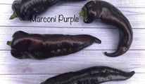 marconi purple