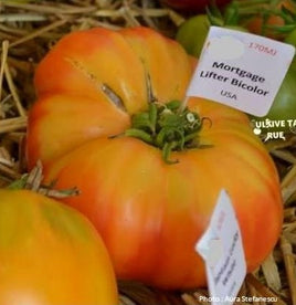 Mortgage lifter bicolor strain