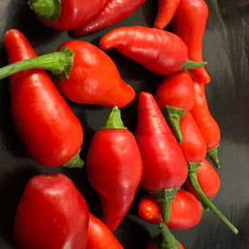 Naga yaki pink panther