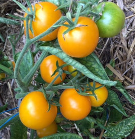 Peg's Round Orange