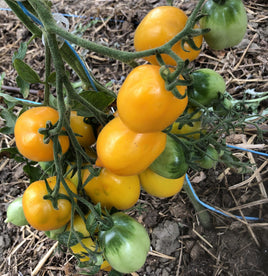 Pink lemon Victoriana strain