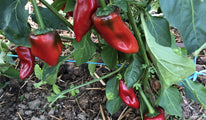 piquillo de lodosa-258 (4)