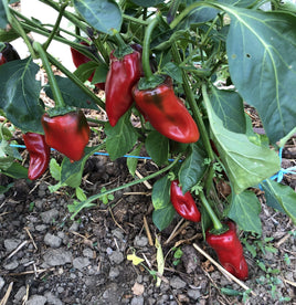 Piquillo de Lodosa