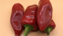 piquillo de lodosa-258 (6)