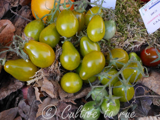 poire-verte