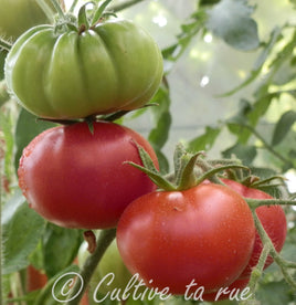 Pomme rouge de Montpellier