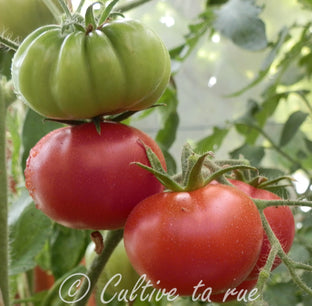 Pomme rouge de Montpellier