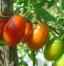 Pomodorini di sardegna