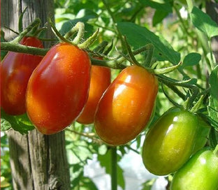 pomodorini di sardegna 1