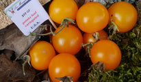 potato-leaf-variegated