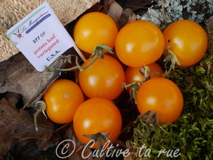 potato-leaf-variegated