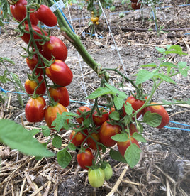 San marzano lampidana 2