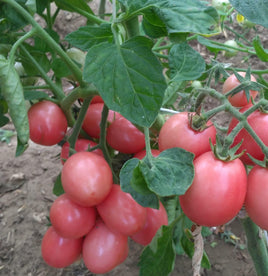 Thai pink egg