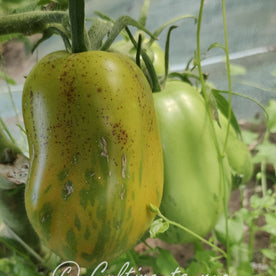 tiger pear