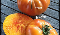 tricolor